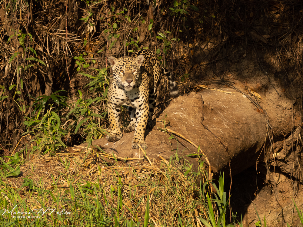 Jaguatirica