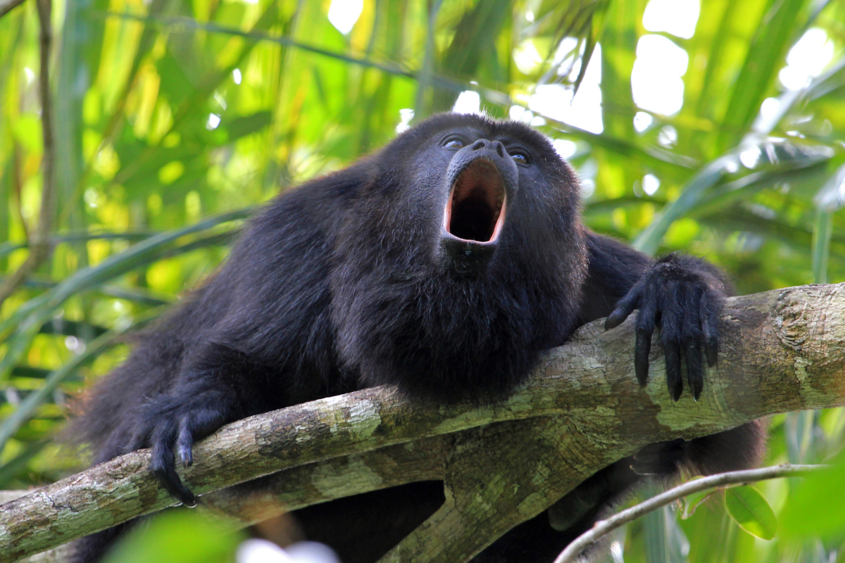 Bugiu-do-pantanal
