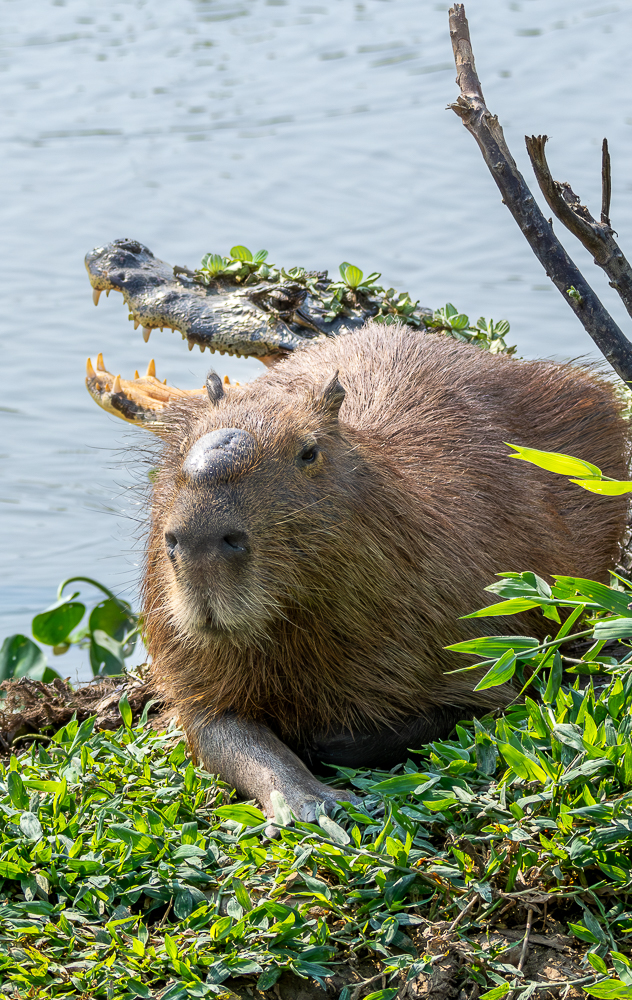 Capivara