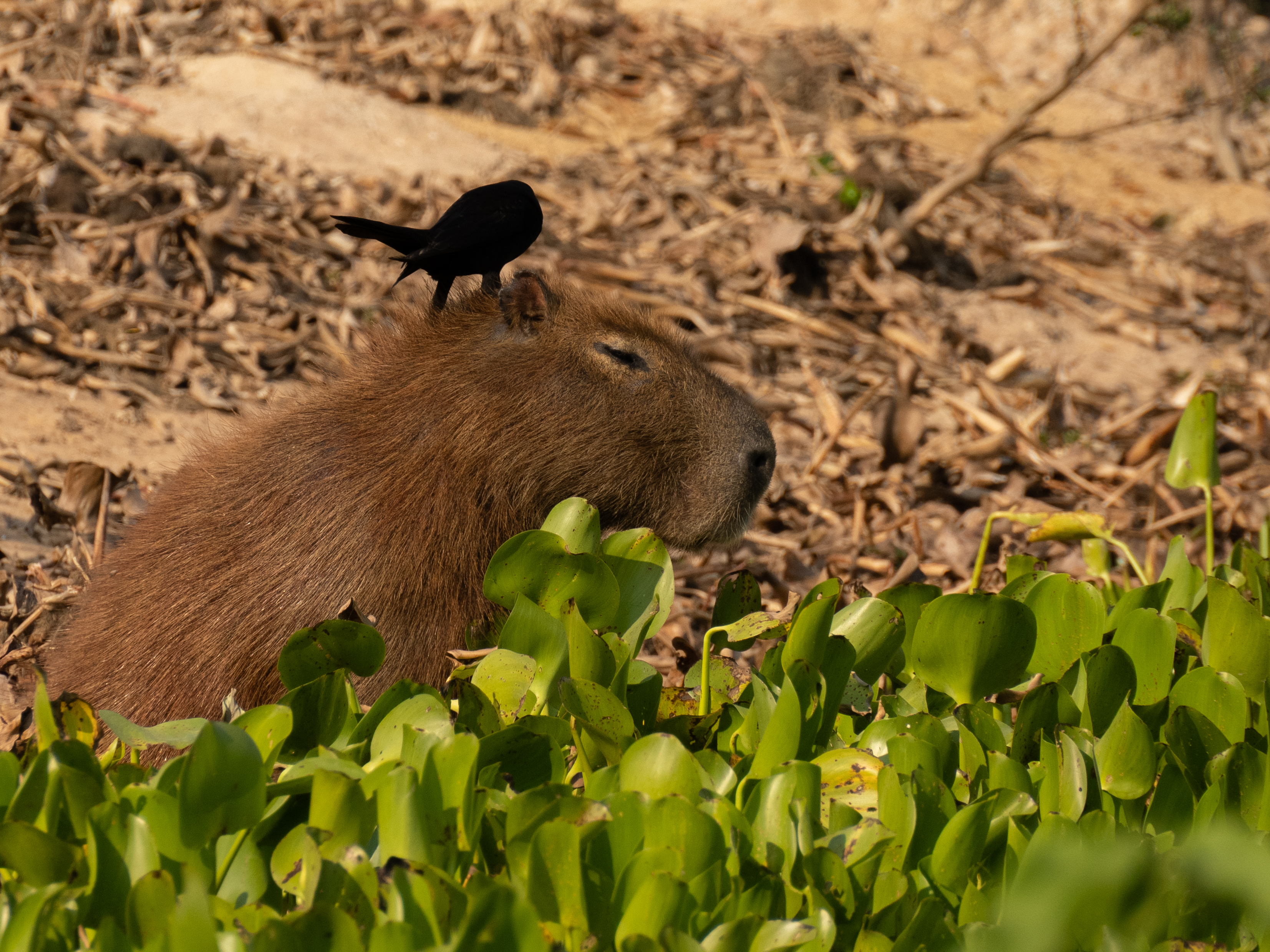 Capivara