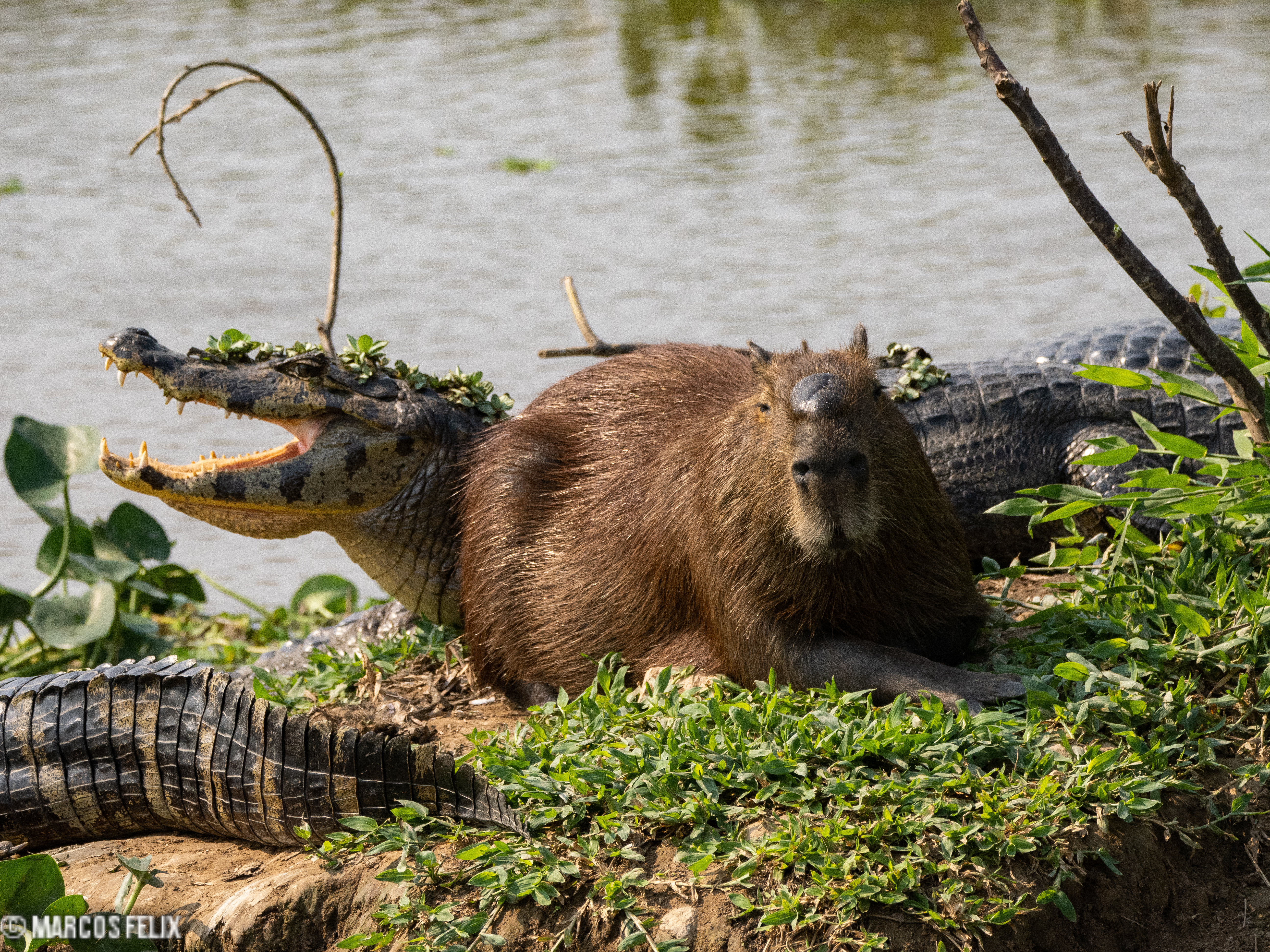 Capivara