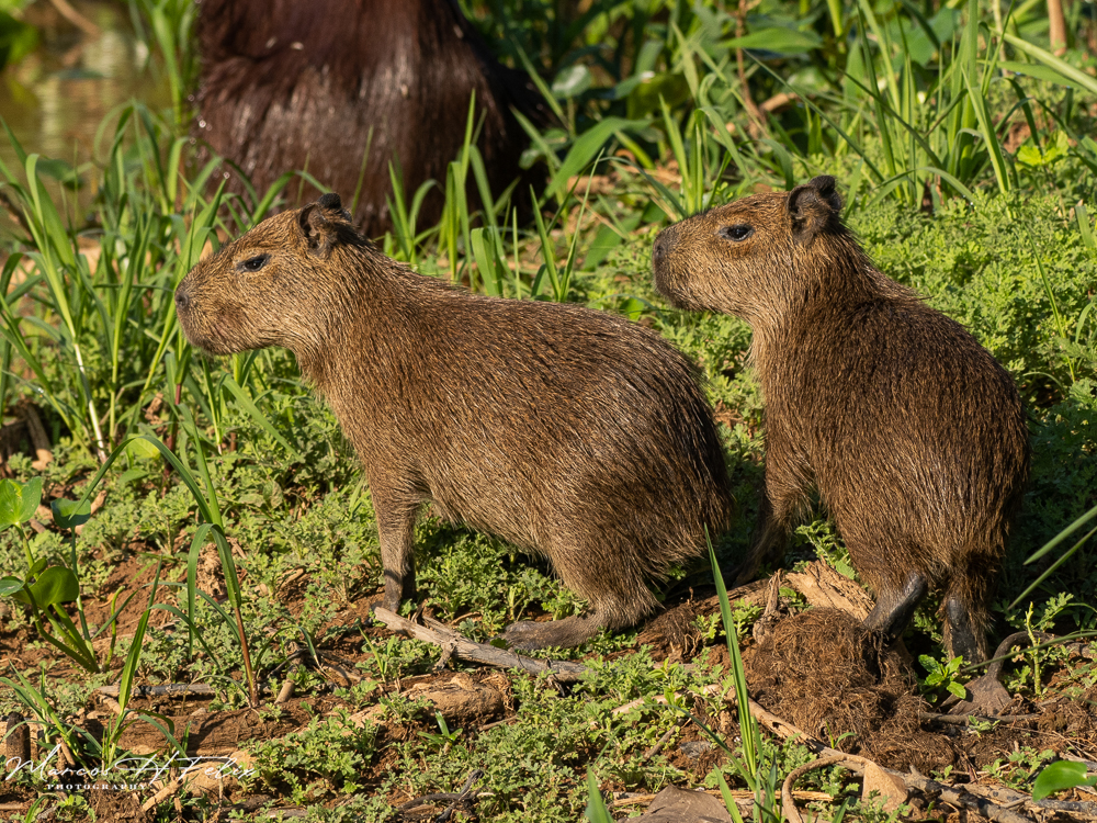 Capivara
