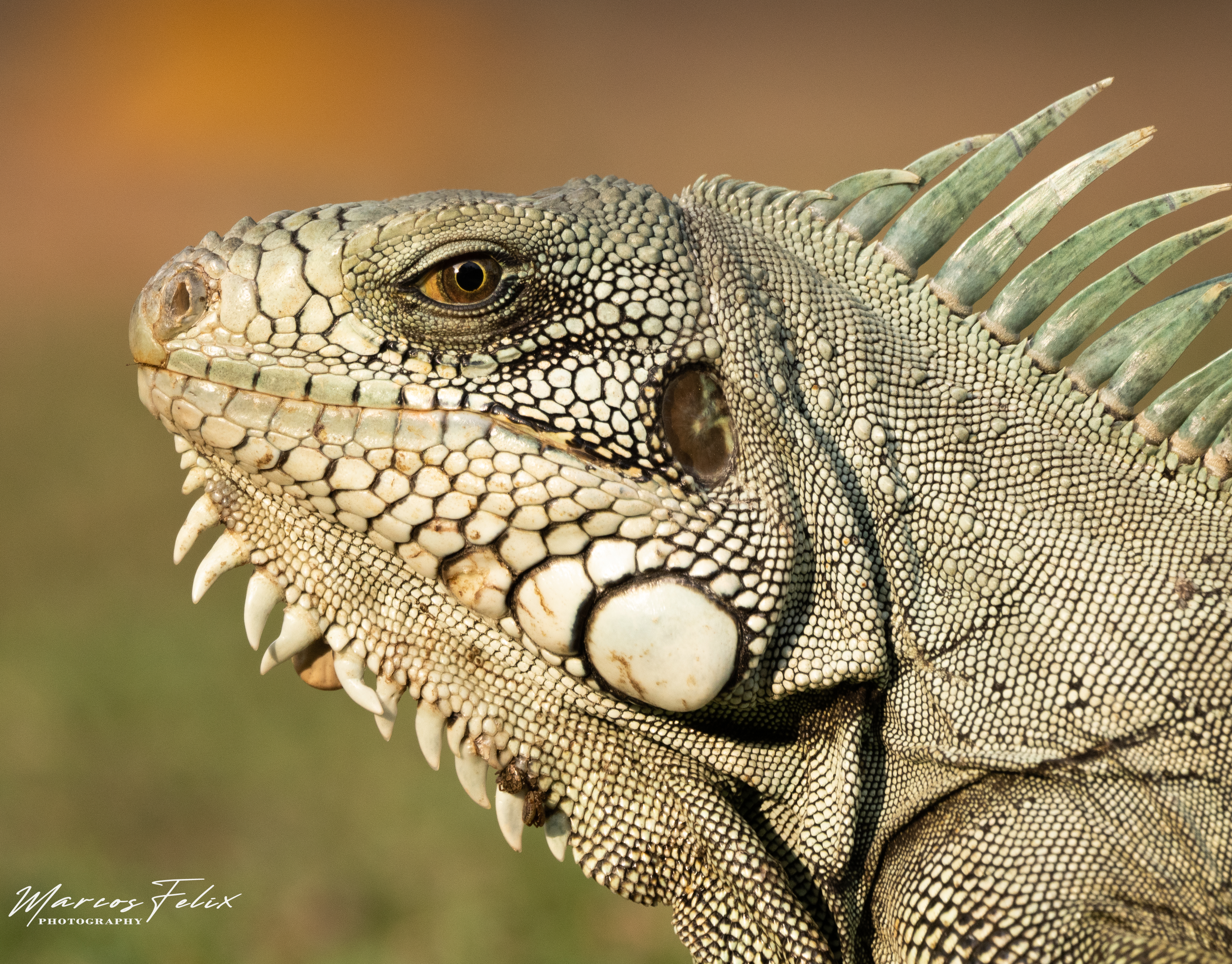 Iguana