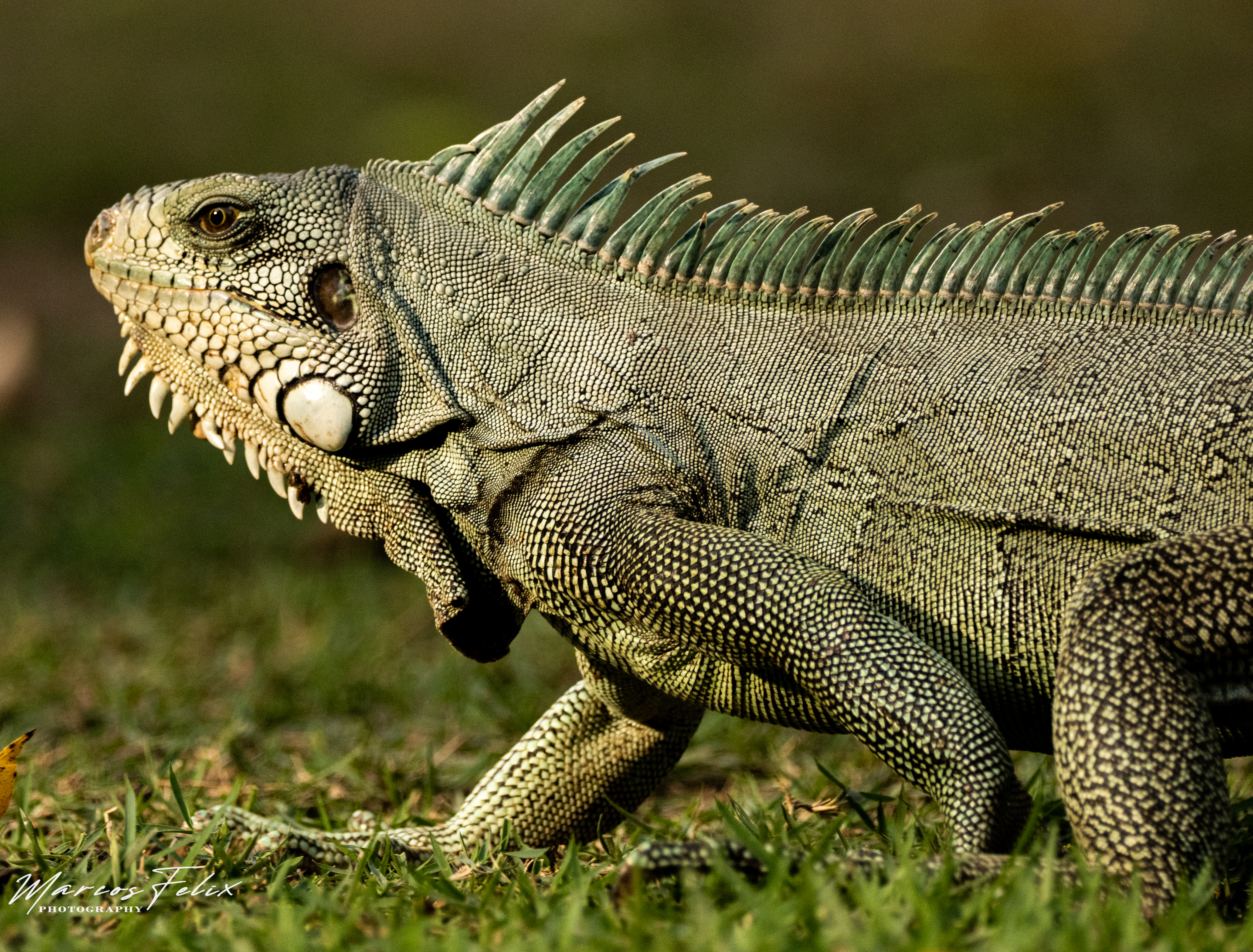 Iguana