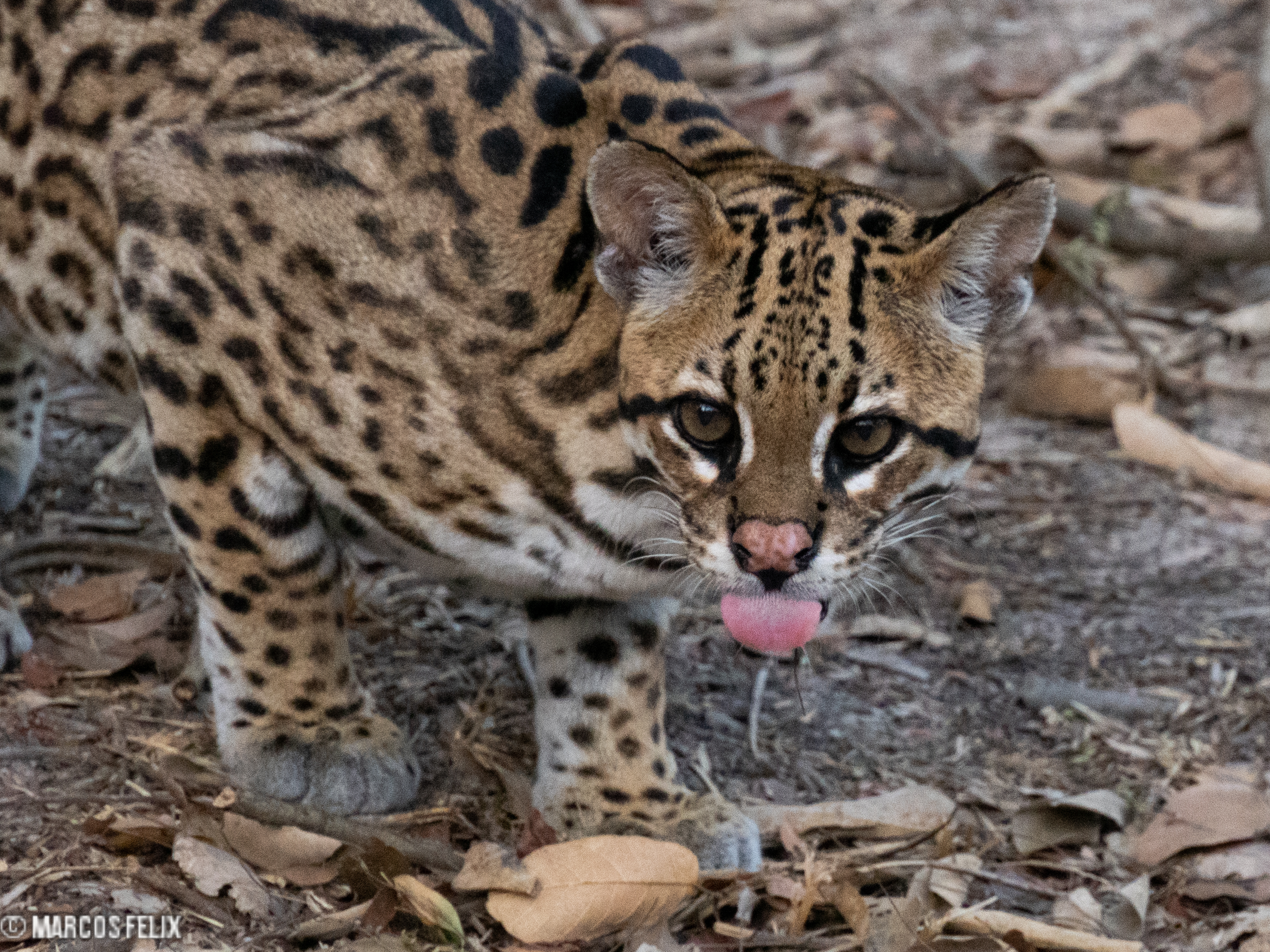 Jaguatirica