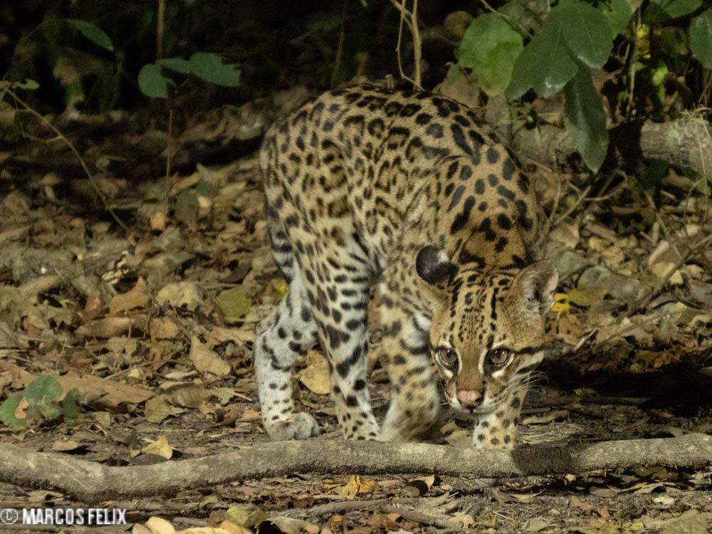 Jaguatirica