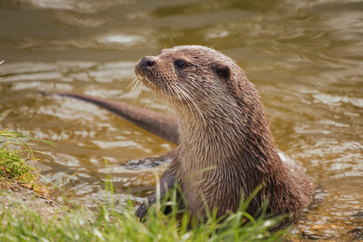 Lontra