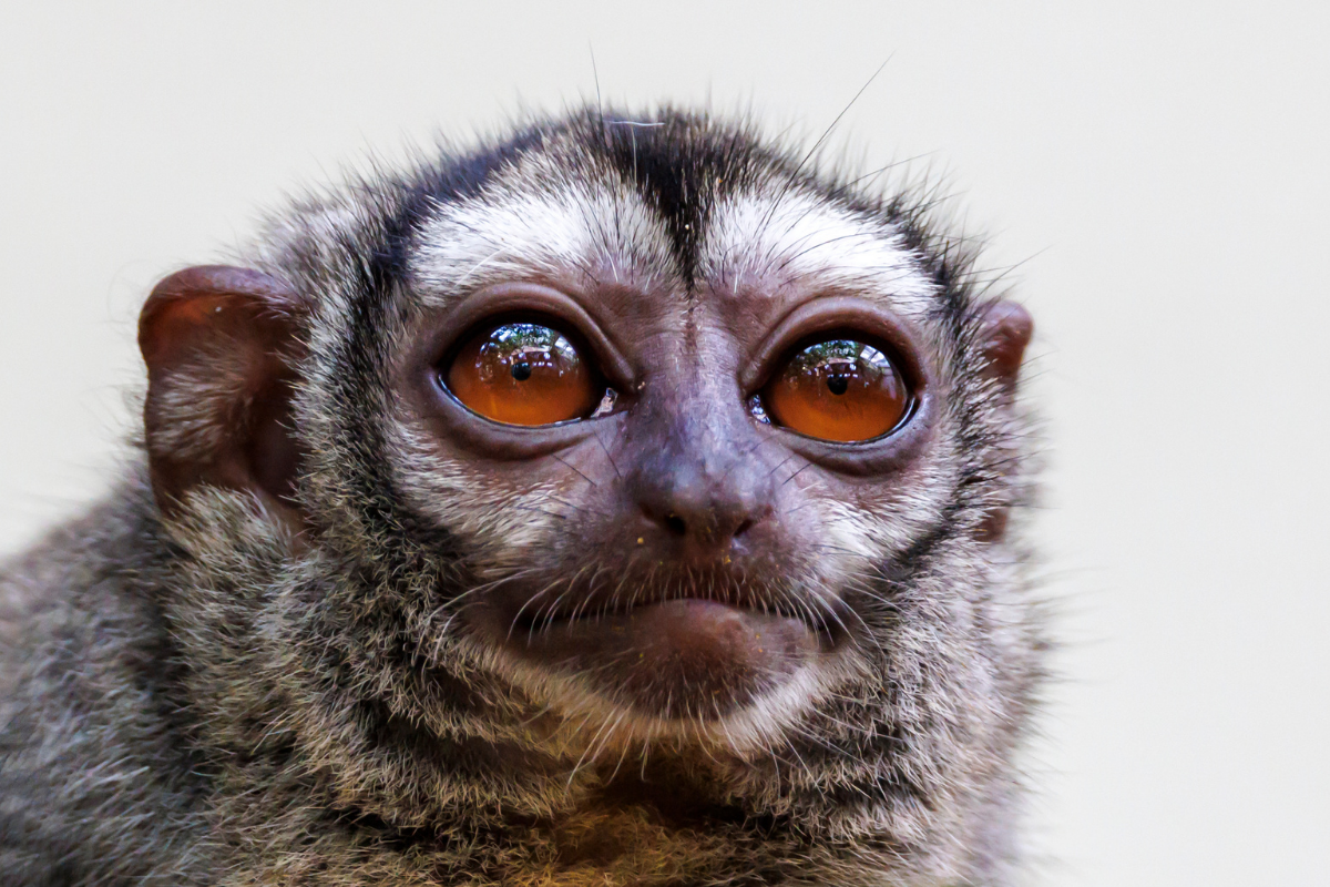 Macaco-da-noite