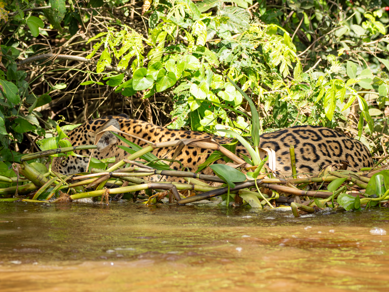 Onça pintada Pantanal  MT
