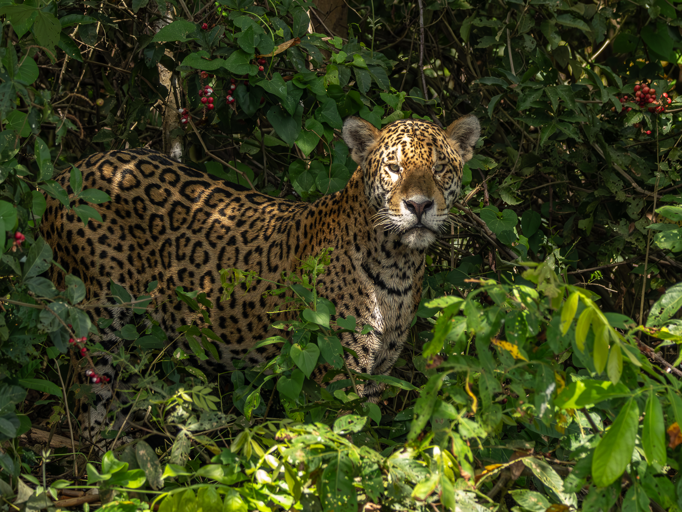 Onça pintada Pantanal  MT
