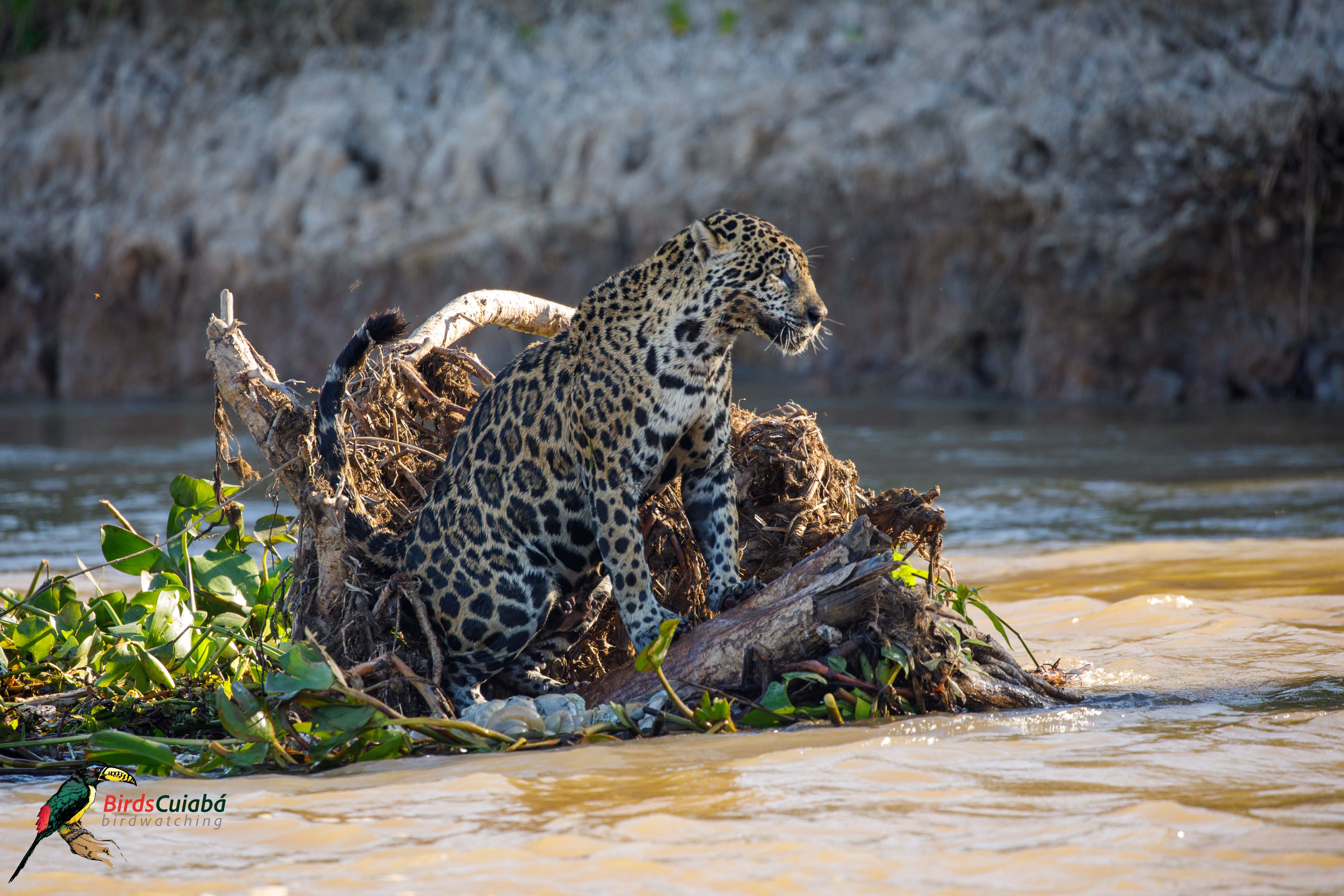 Onça pintada Pantanal  MT