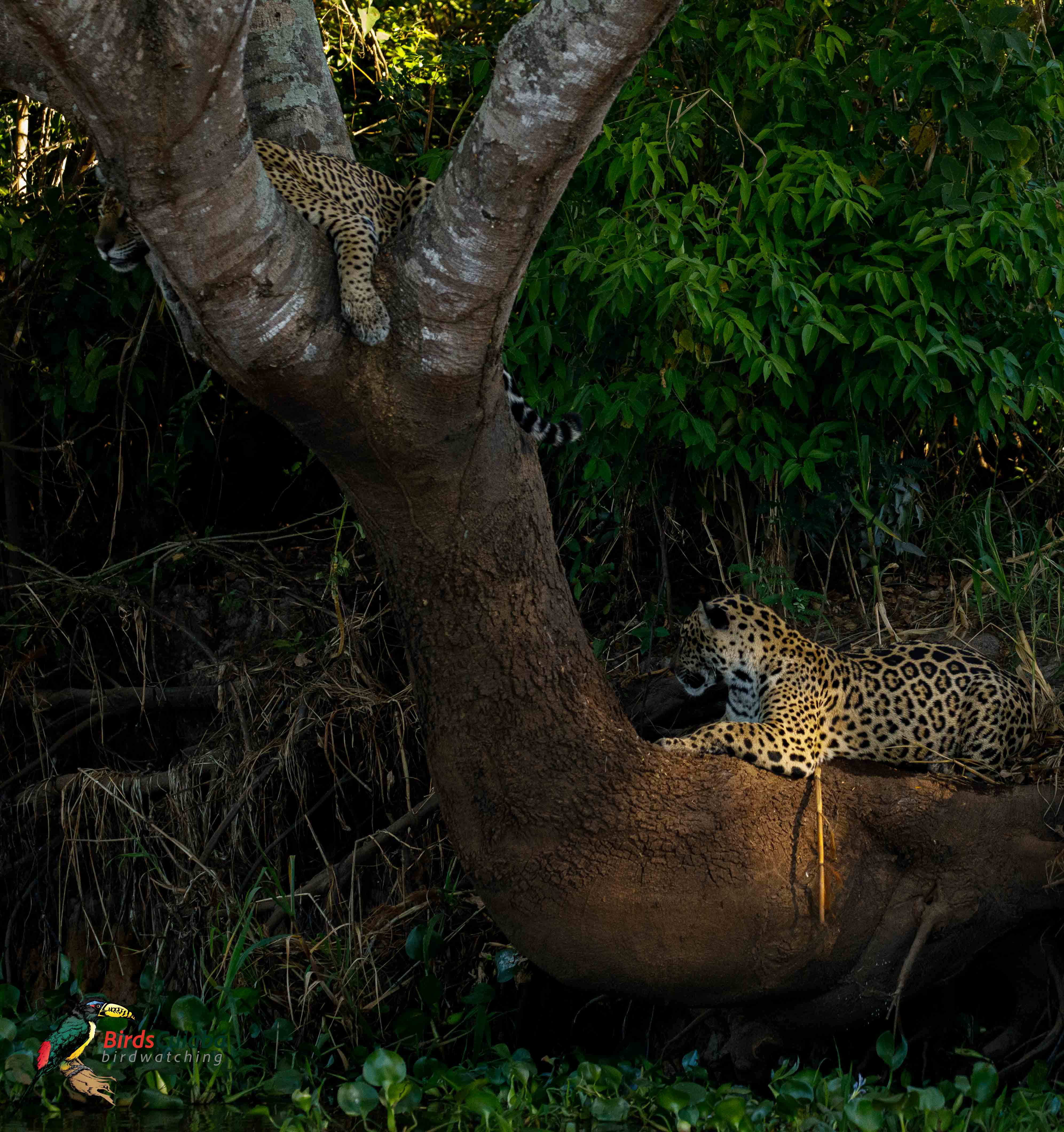 Onça pintada Pantanal  MT