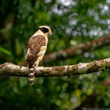 Acauã | Laughing Falcon