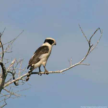 Acauã | Laughing Falcon