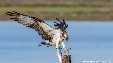 Águia-pescadora | Osprey
