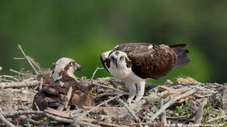 Águia-pescadora | Osprey