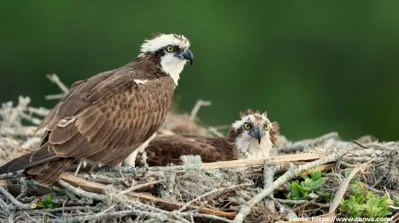 Águia-pescadora | Osprey