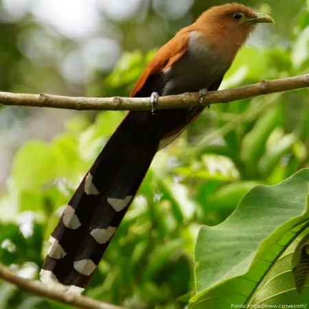 Alma-de-gato | Squirrel Cuckoo