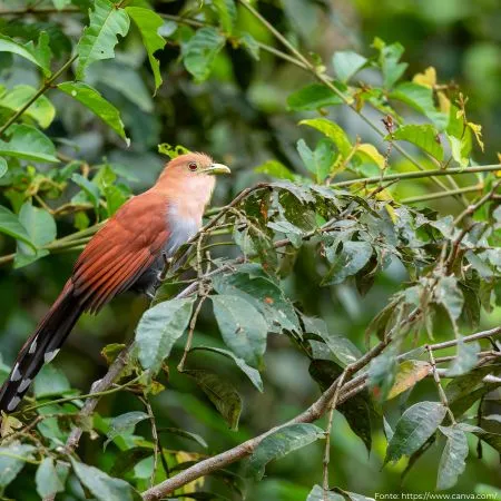 Alma-de-gato | Squirrel Cuckoo