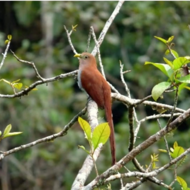 Alma-de-gato | Squirrel Cuckoo