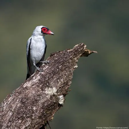 Anambé-branco-de-rabo-preto | Black-tailed Tityra