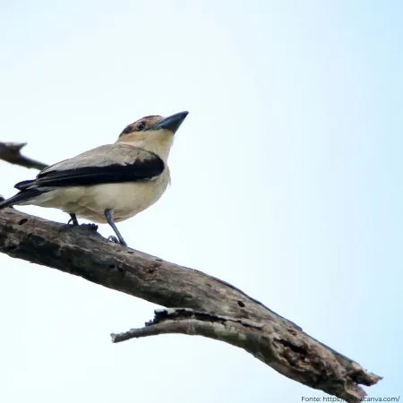 Anambé-branco-de-rabo-preto | Black-tailed Tityra