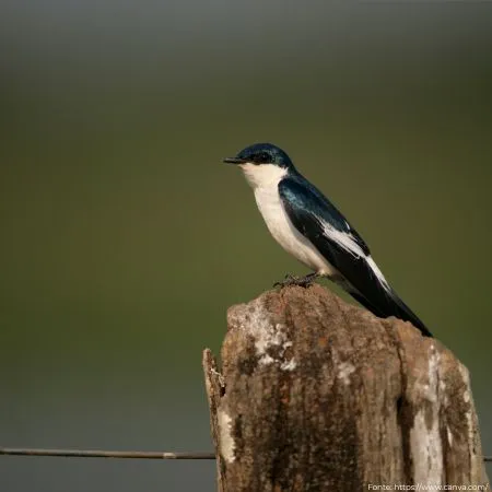 Andorinha-do-rio | White-winged Swallow