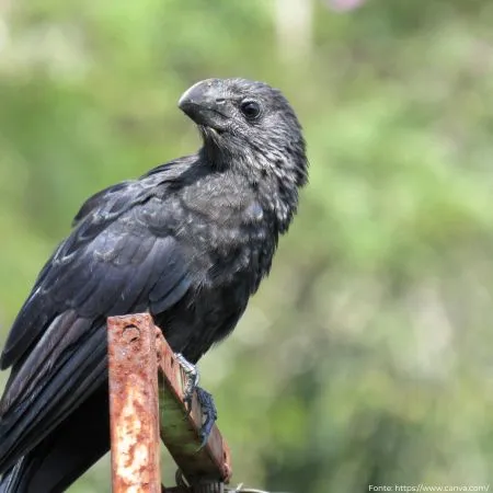 Anu-preto