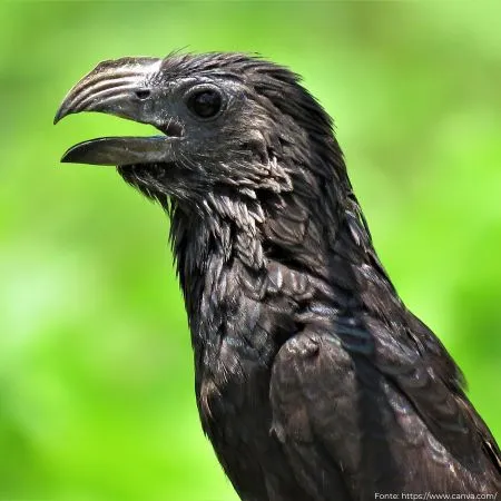 Anu-preto | Smooth-billed Ani
