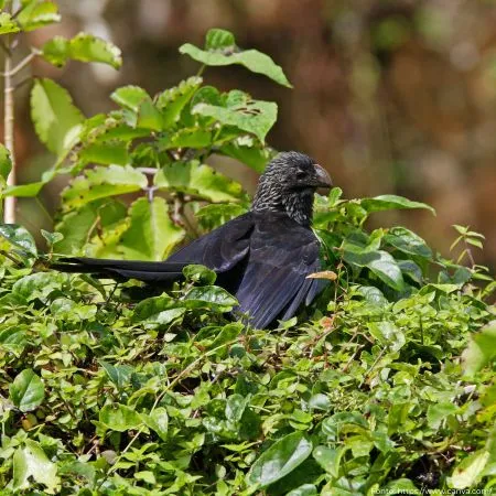 Anu-preto | Smooth-billed Ani