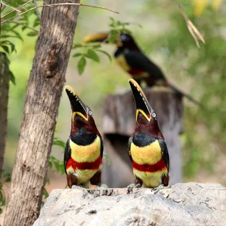 Araçari-castanho | Chestnut-eared Aracari