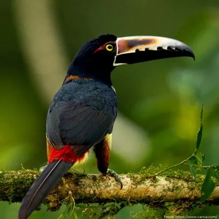Araçari-castanho | Chestnut-eared Aracari