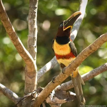 Araçari-castanho | Chestnut-eared Aracari