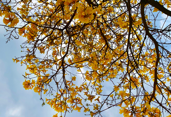Plantas